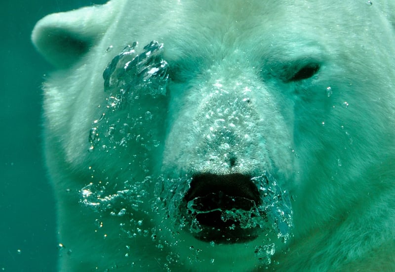 Polar Bear